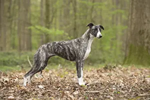 Whippets: Whippet Dog