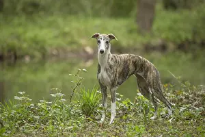 Whippets: Whippet Dog