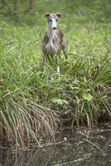 Whippets: Whippet Dog