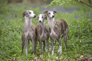 Whippets: Whippet Dog