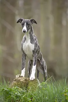 Whippets: Whippet Dog