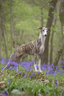 Whippets: Whippet Dog