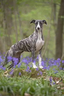 Whippets: Whippet Dog