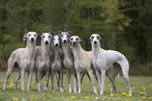 Whippets: Whippet Dog