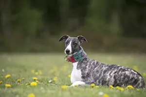 Whippets: Whippet Dog
