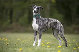 Whippets: Whippet Dog