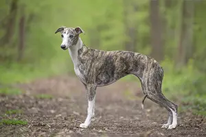 Whippets: Whippet Dog