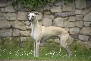 Whippets: Whippet Dog
