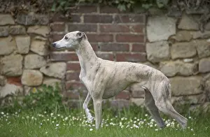 Whippets: Whippet Dog