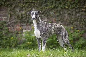 Whippets: Whippet Dog