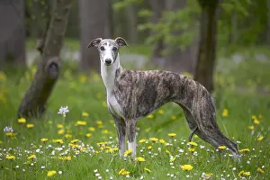 Whippets: Whippet Dog