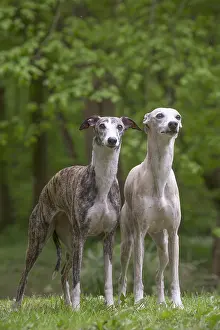 Whippets: Whippet Dog