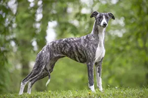 Whippets: Whippet Dog