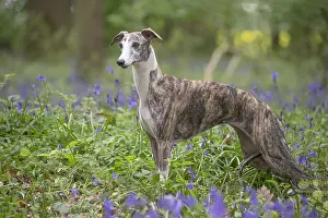 090517: Whippet Dog
