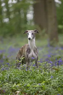 090517: Whippet Dog