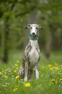 090517: Whippet Dog