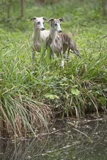 090517: Whippet Dog