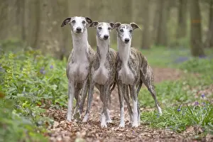 090517: Whippet Dog