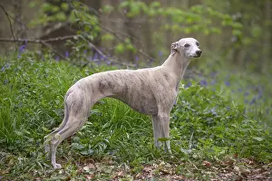 090517: Whippet Dog