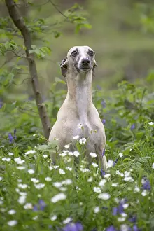 090517: Whippet Dog