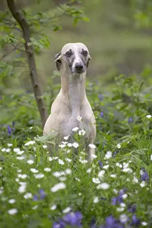 090517: Whippet Dog