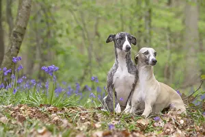 090517: Whippet Dog
