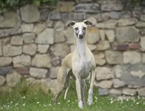 090517: Whippet Dog