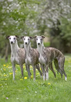 090517: Whippet Dog