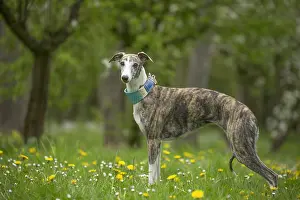 090517: Whippet Dog