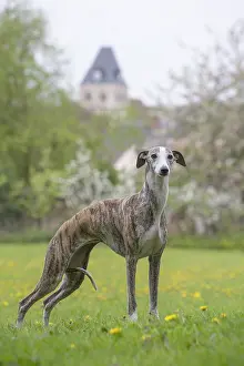 090517: Whippet Dog