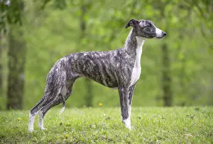 090517: Whippet Dog