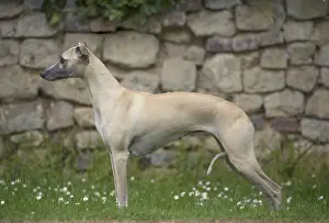 090517: Whippet Dog