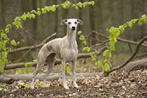 090517: Whippet Dog