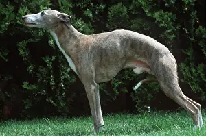 Whippets: WHIPPET DOG