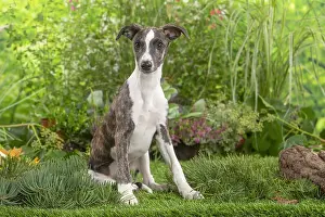 Whippets: Whippet dog outdoors