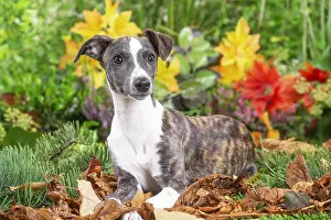 Whippets: Whippet dog outdoors