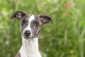 Whippets: Whippet dog outdoors