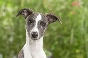 Whippets: Whippet dog outdoors