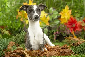 Whippets: Whippet dog outdoors