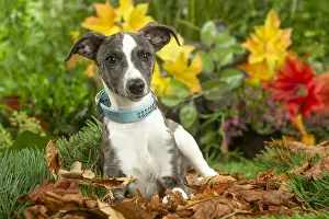 Collars: Whippet dog outdoors