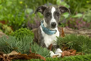 Collars: Whippet dog outdoors
