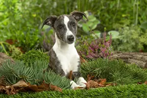 Whippets: Whippet dog outdoors