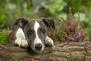 Whippets: Whippet dog outdoors