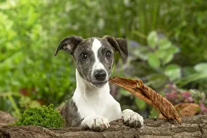 Whippets: Whippet dog outdoors