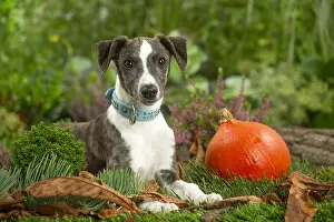 Collars: Whippet dog outdoors