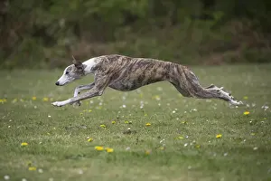 Whippets: Whippet Dog running