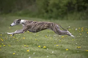 Whippets: Whippet Dog running