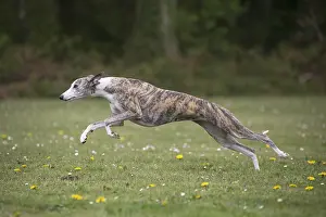 Whippets: Whippet Dog running
