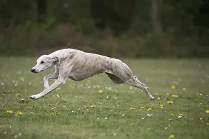 Whippets: Whippet Dog running