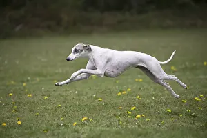 Whippets: Whippet Dog running